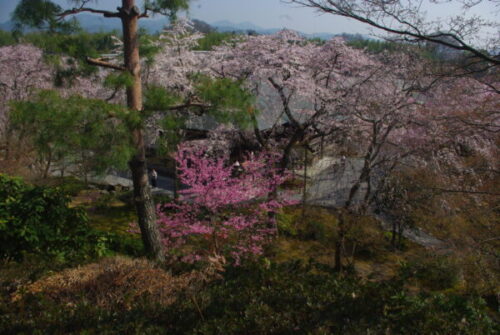 風景画の旅”京都の桜を描く”