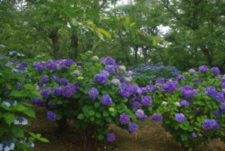”香川県の花と木々”巡り