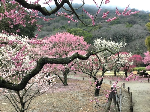 "香川で春先の花”をめぐる「風景画の旅」