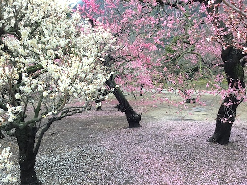 "香川で春先の花”をめぐる「風景画の旅」