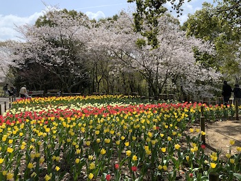花いっぱい春の風景/福家佳則作品集